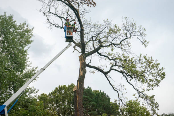 How Our Tree Care Process Works  in  Driggs, ID