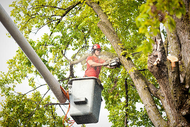 Professional Tree Care in Driggs, ID
