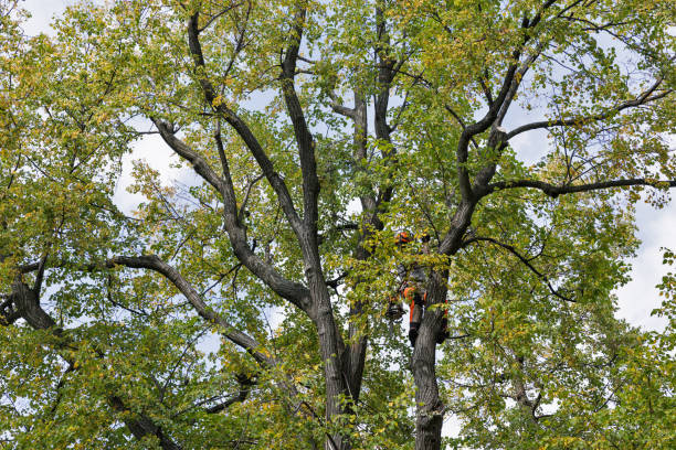 How Our Tree Care Process Works  in  Driggs, ID